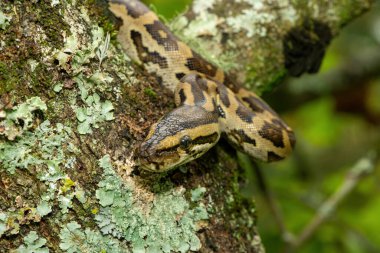 Muhteşem bir Güney Afrika pitonu (Python natalensis) bir ağaçta, vahşi doğada