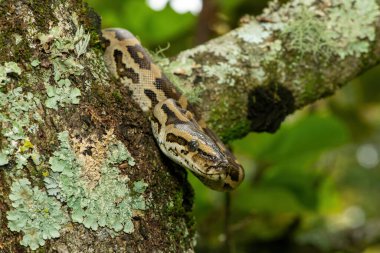 Muhteşem bir Güney Afrika pitonu (Python natalensis) bir ağaçta, vahşi doğada