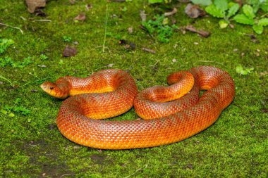 Vahşi doğada bir köstebek yılanının (Pseudaspis cana) güzel renkleri