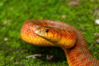 Vahşi doğada bir köstebek yılanının (Pseudaspis cana) güzel renkleri