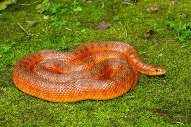 Vahşi doğada bir köstebek yılanının (Pseudaspis cana) güzel renkleri