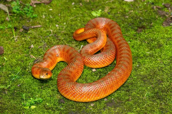 Katta yalangoch eshak it uslubi