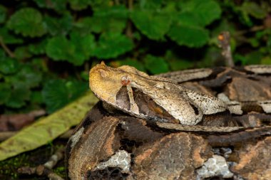 Doğal ortamında Gaboon Viper olarak da bilinen güzel bir Gaboon yılanının (Bitis gabonica) yakın çekimi.