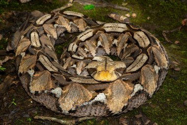 Doğal ortamında Gaboon Viper olarak da bilinen güzel bir Gaboon yılanının (Bitis gabonica) yakın çekimi.