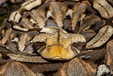 Doğal ortamında Gaboon Viper olarak da bilinen güzel bir Gaboon yılanının (Bitis gabonica) yakın çekimi.