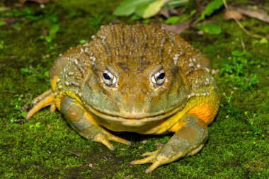 Güzel bir dev boğa kurbağası (Pyxicephalus adspersus), aynı zamanda Güney Afrika oyuk kurbağası veya Afrika kurbağası olarak da bilinir.