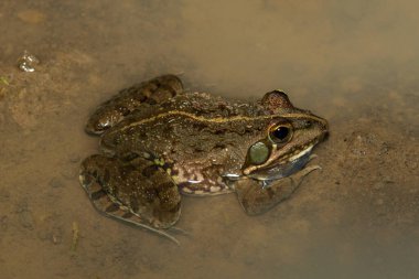 Nehir kurbağası (Amietia delalandii), aynı zamanda Drakensberg nehir kurbağası veya sani pass kurbağası olarak da bilinir.