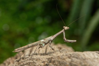 Bir Afrika çubuk peygamber devesi (Popa spurca), ayrıca Afrika kır devesi olarak da bilinir, güzel kamuflajını KwaZulu-Natal, Güney Afrika 'da ölü bir kütükte gösterir.