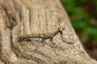 Bir Afrika çubuk peygamber devesi (Popa spurca), ayrıca Afrika kır devesi olarak da bilinir, güzel kamuflajını KwaZulu-Natal, Güney Afrika 'da ölü bir kütükte gösterir.