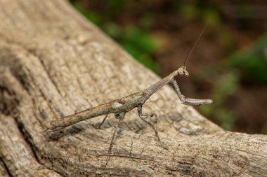 Bir Afrika çubuk peygamber devesi (Popa spurca), ayrıca Afrika kır devesi olarak da bilinir, güzel kamuflajını KwaZulu-Natal, Güney Afrika 'da ölü bir kütükte gösterir.