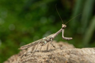 Bir Afrika çubuk peygamber devesi (Popa spurca), ayrıca Afrika kır devesi olarak da bilinir, güzel kamuflajını KwaZulu-Natal, Güney Afrika 'da ölü bir kütükte gösterir.