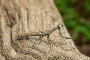 Bir Afrika çubuk peygamber devesi (Popa spurca), ayrıca Afrika kır devesi olarak da bilinir, güzel kamuflajını KwaZulu-Natal, Güney Afrika 'da ölü bir kütükte gösterir.