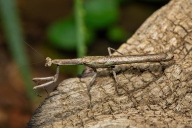 Bir Afrika çubuk peygamber devesi (Popa spurca), ayrıca Afrika kır devesi olarak da bilinir, güzel kamuflajını KwaZulu-Natal, Güney Afrika 'da ölü bir kütükte gösterir.