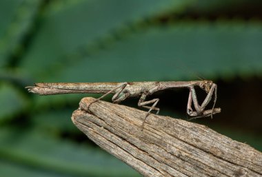 Bir Afrika çubuk peygamber devesi (Popa spurca), ayrıca Afrika kır devesi olarak da bilinir, güzel kamuflajını KwaZulu-Natal, Güney Afrika 'da ölü bir kütükte gösterir.