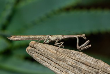 Bir Afrika çubuk peygamber devesi (Popa spurca), ayrıca Afrika kır devesi olarak da bilinir, güzel kamuflajını KwaZulu-Natal, Güney Afrika 'da ölü bir kütükte gösterir.