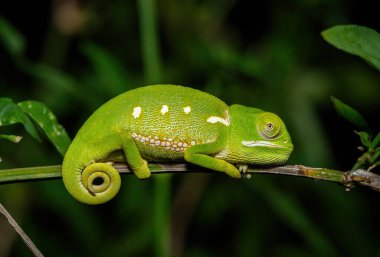 Vahşi doğada tatlı bir genç kanat boyunlu bukalemun (Chamaeleo dilepis)