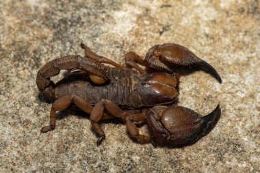Güney Afrika, KwaZulu-Natal 'daki Tugela Nehri Vadisi' nden güzel bir Tugela Burrowing Scorpion (Opistophthalmus praedo).