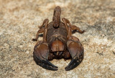Güney Afrika, KwaZulu-Natal 'daki Tugela Nehri Vadisi' nden güzel bir Tugela Burrowing Scorpion (Opistophthalmus praedo).