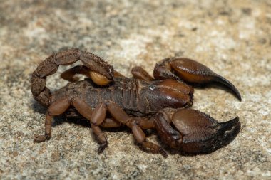 Güney Afrika, KwaZulu-Natal 'daki Tugela Nehri Vadisi' nden güzel bir Tugela Burrowing Scorpion (Opistophthalmus praedo).