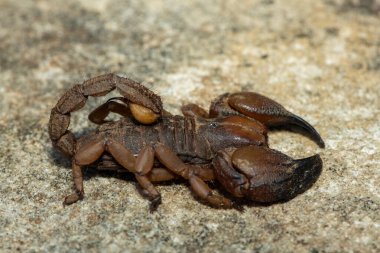 Güney Afrika, KwaZulu-Natal 'daki Tugela Nehri Vadisi' nden güzel bir Tugela Burrowing Scorpion (Opistophthalmus praedo).