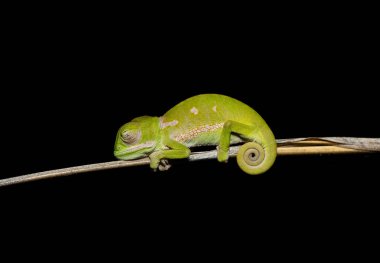 Vahşi doğada tatlı bir genç kanat boyunlu bukalemun (Chamaeleo dilepis)