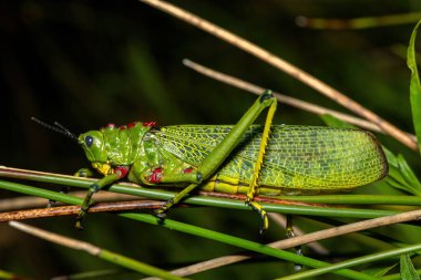 Güney Afrika 'nın KwaZulu-Natal kentindeki çalılıklarda bulunan yeşil yosun çekirgesi (Phymateus viridipes) olarak da bilinir.