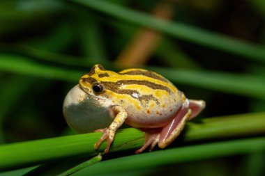 Şirin boyalı kamış kurbağası (Hyperolius marmoratus marmoratus), ayrıca mermer kamış kurbağası olarak da bilinir.
