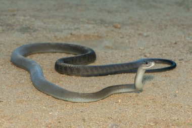 Güney Afrika 'nın KwaZulu-Natal kentindeki bir çalılıkta çok korkulan kara mamba (Dendroaspis polilepis).