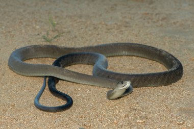 Güney Afrika 'nın KwaZulu-Natal kentindeki bir çalılıkta çok korkulan kara mamba (Dendroaspis polilepis).