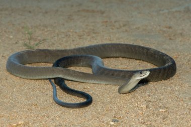 Güney Afrika 'nın KwaZulu-Natal kentindeki bir çalılıkta çok korkulan kara mamba (Dendroaspis polilepis).