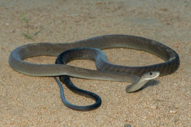 Güney Afrika 'nın KwaZulu-Natal kentindeki bir çalılıkta çok korkulan kara mamba (Dendroaspis polilepis).