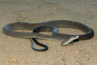 Güney Afrika 'nın KwaZulu-Natal kentindeki bir çalılıkta çok korkulan kara mamba (Dendroaspis polilepis).