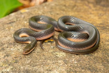 KwaZulu-Natal, Güney Afrika 'da küçük bir derenin kıyısında güzel bir kahverengi su yılanı (Lycodonomorphus rufulus) bulunur.