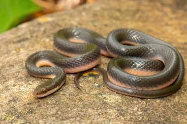 KwaZulu-Natal, Güney Afrika 'da küçük bir derenin kıyısında güzel bir kahverengi su yılanı (Lycodonomorphus rufulus) bulunur.