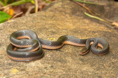 KwaZulu-Natal, Güney Afrika 'da küçük bir derenin kıyısında güzel bir kahverengi su yılanı (Lycodonomorphus rufulus) bulunur.