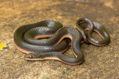 KwaZulu-Natal, Güney Afrika 'da küçük bir derenin kıyısında güzel bir kahverengi su yılanı (Lycodonomorphus rufulus) bulunur.