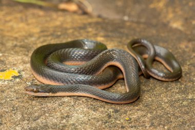 KwaZulu-Natal, Güney Afrika 'da küçük bir derenin kıyısında güzel bir kahverengi su yılanı (Lycodonomorphus rufulus) bulunur.