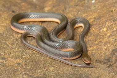KwaZulu-Natal, Güney Afrika 'da küçük bir derenin kıyısında güzel bir kahverengi su yılanı (Lycodonomorphus rufulus) bulunur.
