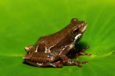 Şirin boyalı kamış kurbağası (Hyperolius marmoratus marmoratus), aynı zamanda mermer kamış kurbağası olarak da bilinir.