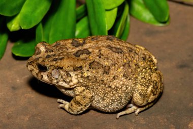 Afrika kurbağası olarak da bilinen güzel bir gırtlak kurbağası (Sclerophrys gutturalis), Güney Afrika 'da, KwaZulu-Natal' da,