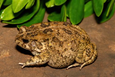 Afrika kurbağası olarak da bilinen güzel bir gırtlak kurbağası (Sclerophrys gutturalis), Güney Afrika 'da, KwaZulu-Natal' da,