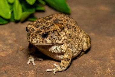 Afrika kurbağası olarak da bilinen güzel bir gırtlak kurbağası (Sclerophrys gutturalis), Güney Afrika 'da, KwaZulu-Natal' da,