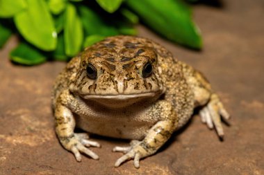 Afrika kurbağası olarak da bilinen güzel bir gırtlak kurbağası (Sclerophrys gutturalis), Güney Afrika 'da, KwaZulu-Natal' da,
