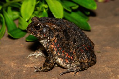 Afrika kurbağası olarak da bilinen güzel bir gırtlak kurbağası (Sclerophrys gutturalis), Güney Afrika 'da, KwaZulu-Natal' da,