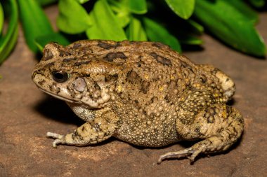 Afrika kurbağası olarak da bilinen güzel bir gırtlak kurbağası (Sclerophrys gutturalis), Güney Afrika 'da, KwaZulu-Natal' da,