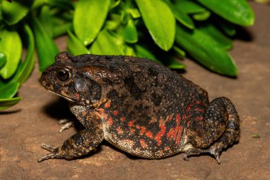 Afrika kurbağası olarak da bilinen güzel bir gırtlak kurbağası (Sclerophrys gutturalis), Güney Afrika 'da, KwaZulu-Natal' da,