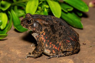 Afrika kurbağası olarak da bilinen güzel bir gırtlak kurbağası (Sclerophrys gutturalis), Güney Afrika 'da, KwaZulu-Natal' da,