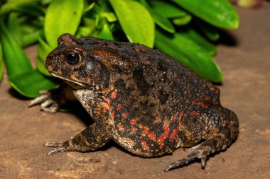 Afrika kurbağası olarak da bilinen güzel bir gırtlak kurbağası (Sclerophrys gutturalis), Güney Afrika 'da, KwaZulu-Natal' da,