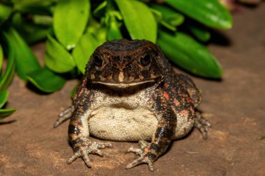 Afrika kurbağası olarak da bilinen güzel bir gırtlak kurbağası (Sclerophrys gutturalis), Güney Afrika 'da, KwaZulu-Natal' da,