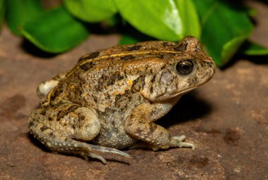 Afrika kurbağası olarak da bilinen güzel bir gırtlak kurbağası (Sclerophrys gutturalis), Güney Afrika 'da, KwaZulu-Natal' da,